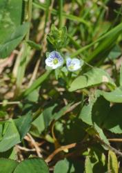 Veronica serpyllifolia subsp. serpyllifolia. Habit of a plant among mown grasses. Karori, Wellington.
 Image: P.J. Garnock-Jones © P.J. Garnock-Jones CC-BY-NC 3.0 NZ